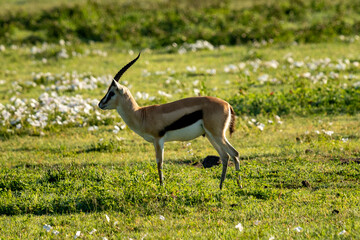 Graceful Thomson’s Gazelle in the Grasslands of Ngorongoro Crater