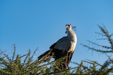 Majestic Secretary Bird Perched in Ngorongoro Crater
