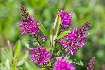 Close up of pink hebe flowers in bloom