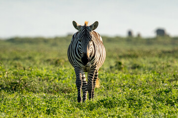 Zebra Walking Through the Grasslands of Ngorongoro Crater