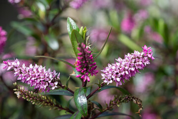 Close up of pink hebe flowers in bloom