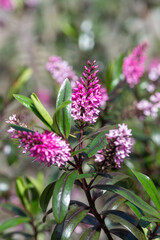 Close up of pink hebe flowers in bloom