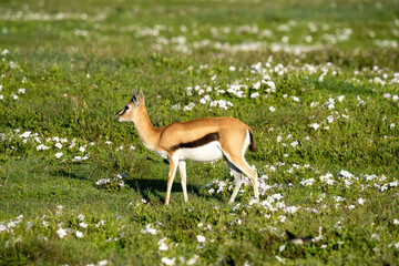 Thomson’s Gazelle in Blooming Grasslands of Ngorongoro Crater
