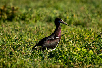 African Woolly-necked Stork in Ngorongoro Crater