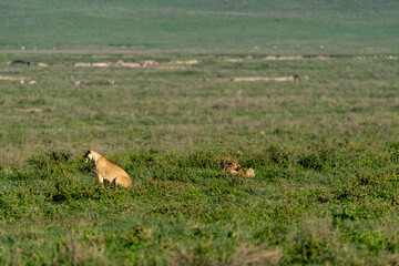 Lioness Watching Over Her Cubs in Ngorongoro Crater