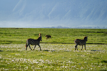 Zebras and Lions in the Grasslands of Ngorongoro Crater