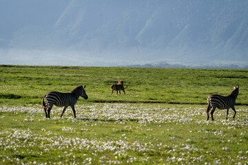 Zebras and Lions in the Grasslands of Ngorongoro Crater