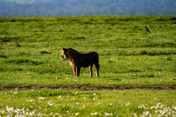 Fototapeta premium Young Lion Gazing Across the Grasslands of Ngorongoro Crater