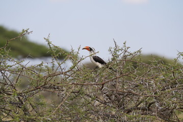 Von der Decken's hornbill