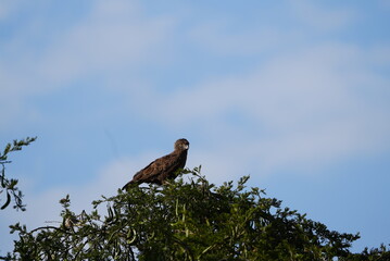 Brown Snake Eagle