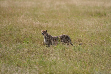 Cheetah