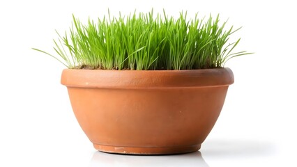 Potted Wheatgrass