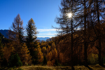 Yellow larch forest in the Alps