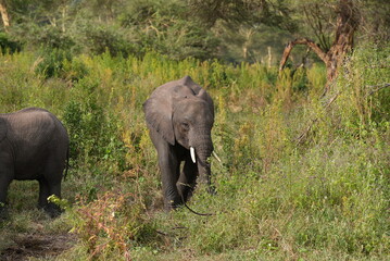 The African Elephant