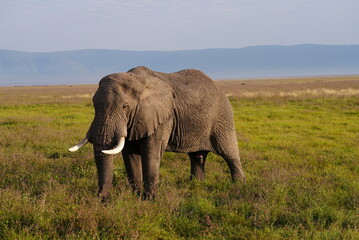 The African Elephant