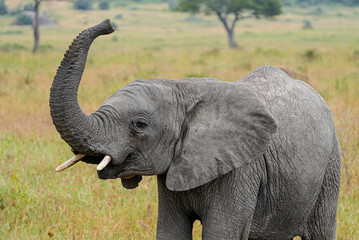 The African Elephant