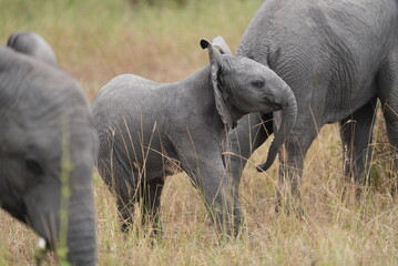 The African Elephant