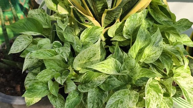 The soft green leaves are blooming.