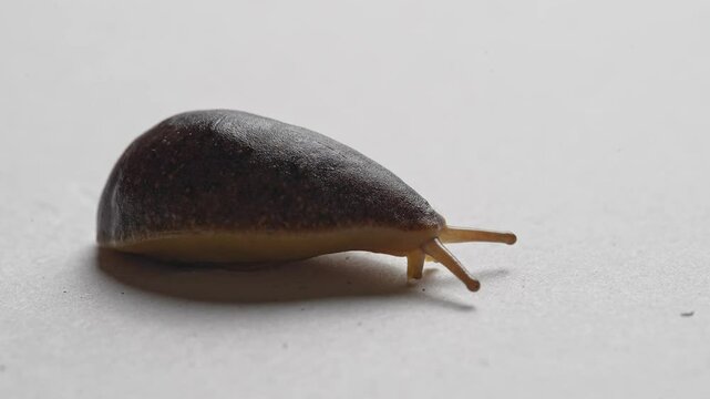 Macro shot of a tropical slug crawling slowly on a white background