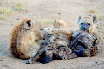 Hyena Family