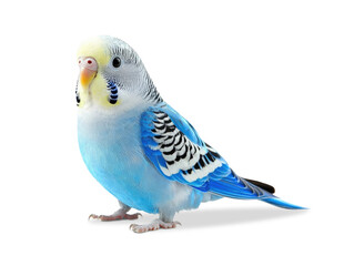 Blue budgie cut out on white or transparent background. AI generative.