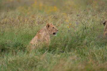 Lions