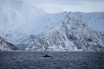 humpback whale, megaptera novaeangliae, whale, whales, cetacean