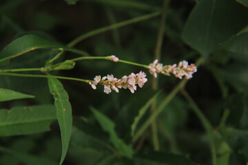 a white flower