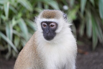 Monkeys in Africa