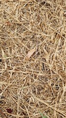 dry grass background, above view of the ground