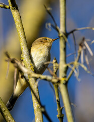 Chief chaff British wild bird.