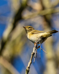 Chief chaff British wild bird.