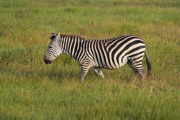 Zebra in Africa