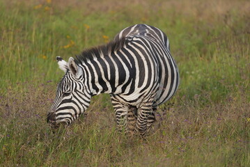 Zebra in Africa