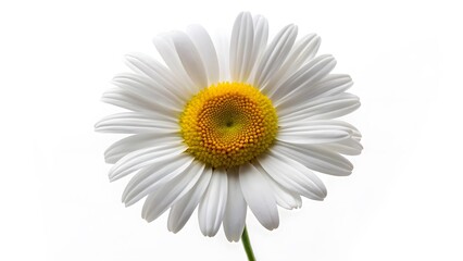 Single Daisy Flower on White Background