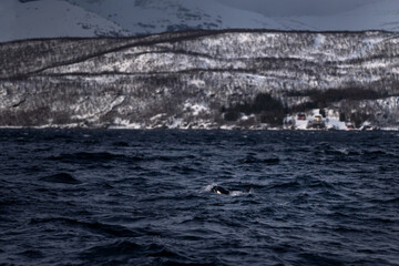 Pod of orcas on the surface. Killer whales in Norway fjords during winter. The biggest dolphins on...