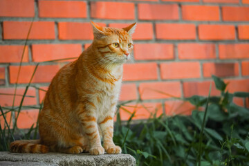 Portrait of a sneaky ginger tabby cat in plain air environment. Animal is sitting on a concrete...