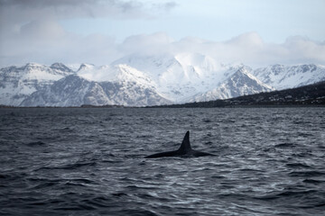 Fototapeta premium Pod of orcas on the surface. Killer whales in Norway fjords during winter. The biggest dolphins on the Earth. Marine life in Norway. 