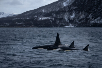 Fototapeta premium Pod of orcas on the surface. Killer whales in Norway fjords during winter. The biggest dolphins on the Earth. Marine life in Norway. 