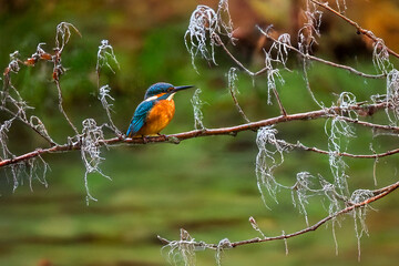 Eisvogel im Raureif an der Fulda bei Melsungen