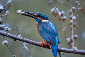 Eisvogel im Winter an der Fulda bei melsungen