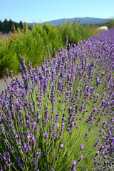 Naklejka premium Endless Lavender Fields under a Clear Sky: A Serene Escape into Nature's Purple Embrace
