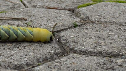 Vibrant Caterpillar Moving Across Textured Stone Surface