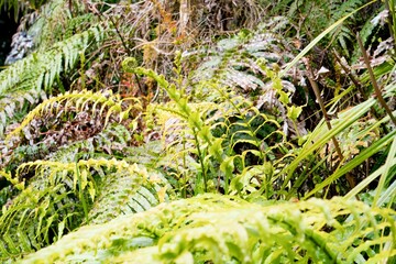 Lush Fern Leaves in the Forest – Vibrant Greenery of New Zealand's Wilderness