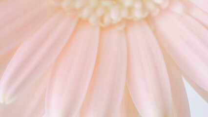ピンクの花びら