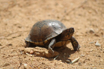 turtle on the sand