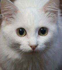 portrait of a cat