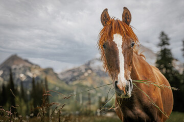 Obraz premium horses run in nature. Beautiful horses in the meadows.