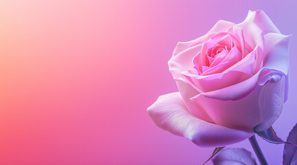 a rose on a gradient background from pink to purple, International Women's Day, free space for text