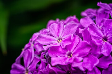 Vibrant Purple Flowers in Bloom &ndash; Macro Nature Photography